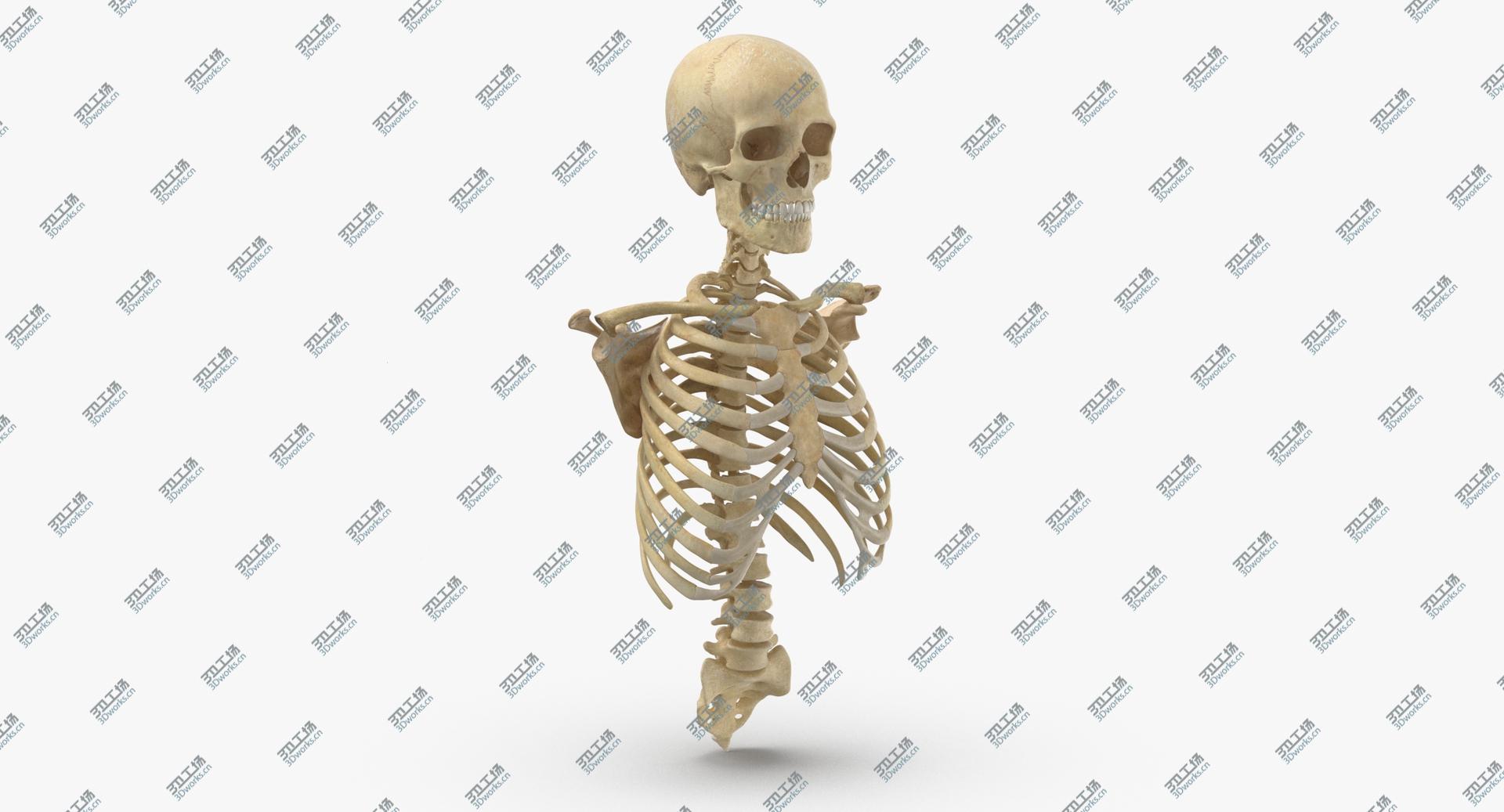images/goods_img/202104021/3D Real Human Rib Cage Spine Male Skull Calvicle and Scapula Bones Anatomy 01 model/2.jpg